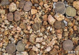 一種只有在非洲才能見(jiàn)到