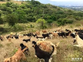 动物们的天堂！盘点被小动物占领的那些小